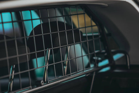 5 miti sfatati sulle protezioni per cani