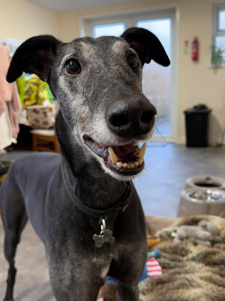 Wij steunen Makants Greyhound Rescue!