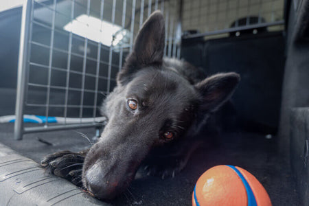 Shadow's Journey: da un cucciolo spaventato a un compagno amorevole