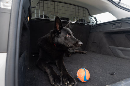 How to help a dog that doesn't like travelling in the car