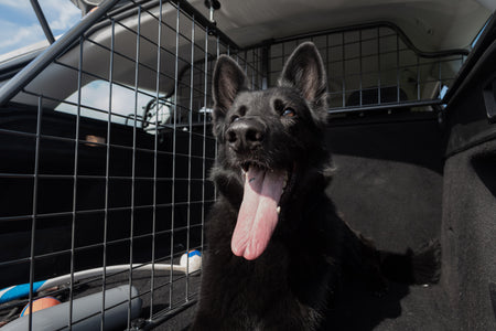 Hond in de auto: hoe vervoer je je hond veilig volgens de Nederlandse regels?