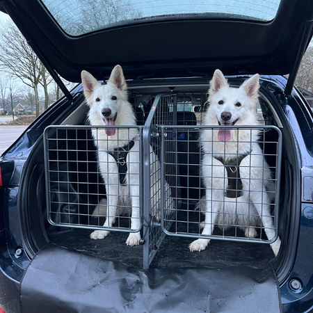   Hoe vervoer je meerdere honden veilig in de auto?